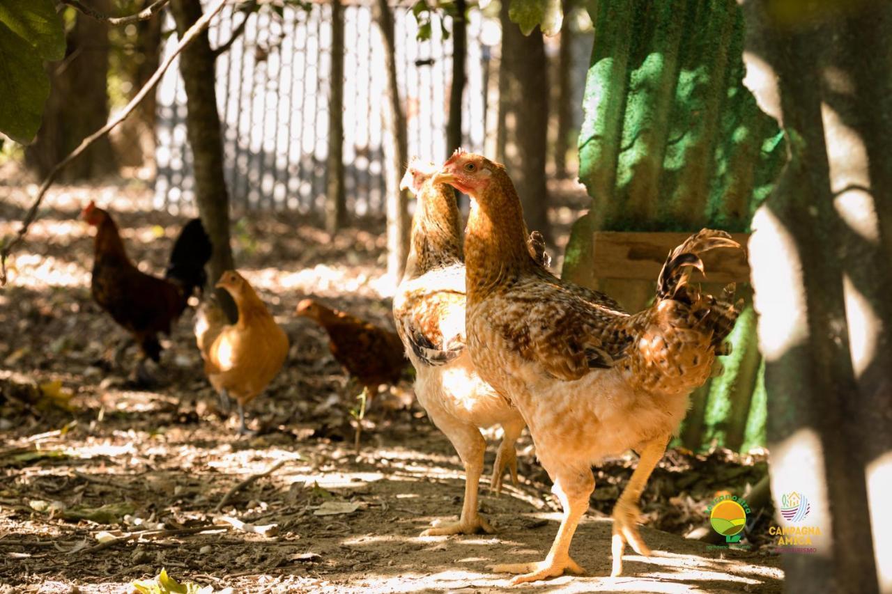 Agriturismo Ai Carpini มาร์กอน ภายนอก รูปภาพ