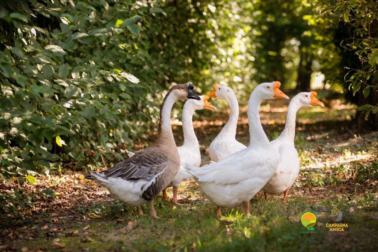 Agriturismo Ai Carpini มาร์กอน ภายนอก รูปภาพ
